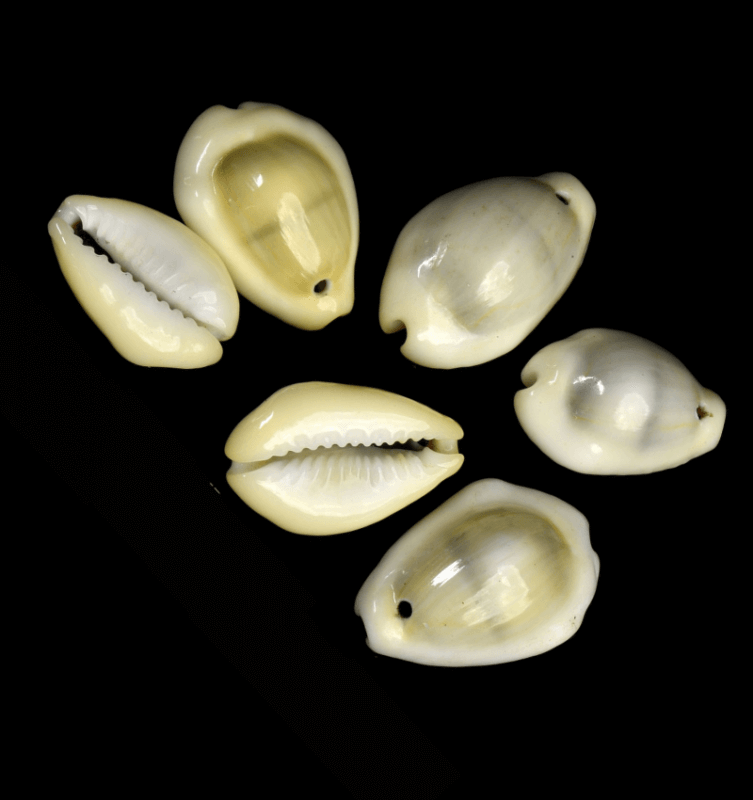 Indonesia, ND, Cowry Shells